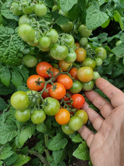 Micro-Dwarf Bonsai Tomato